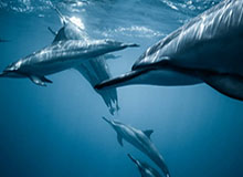 开云体育官网：云端竞技的信任与热情并行